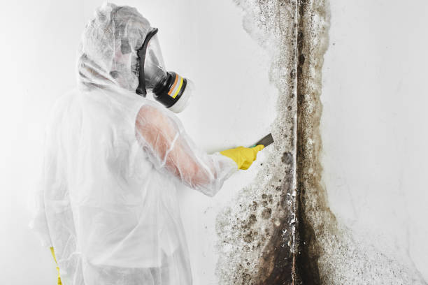 Best Local Mold Removal Service  in Newaygo, MI